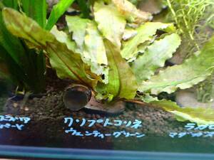 [ aquarium. exist living ] domestic production water plants less pesticide Cryptocoryne wen tea green 1 bundle sample image 