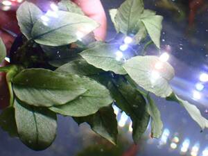 [ aquarium. exist living ]( water plants ) Anubias nana Jade 1POT sample image 