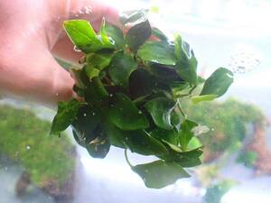 [ aquarium. exist living ]( water plants ) Anubias nana small 1POT sample image 