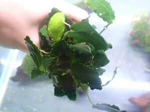 [ aquarium. exist living ]( water plants ) Anubias nana giraffe 1POT sample image 