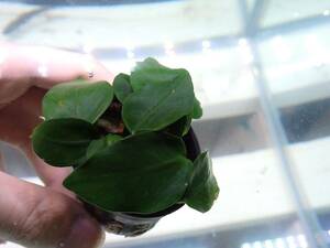 [ aquarium. exist living ]( water plants ) Anubias nana Schic leaf 1POT sample image 