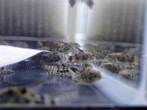 [Жизнь с аквариумом] (Пресноводная рыба) Голубые каридоры (палиарты) 5 образцов изображения крупная рыба тропическая рыба коралл