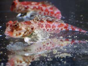 【アクアリウムのある暮らし】(海水魚)スターリードラゴネット サンプル画像 熱帯魚 サンゴ