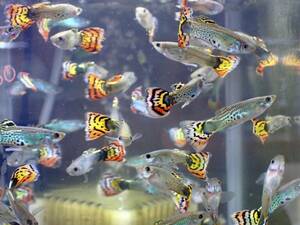 【アクアリウムのある暮らし】(淡水魚) モザイクコブラグッピー 5匹 サンプル画像 熱帯魚 メダカ