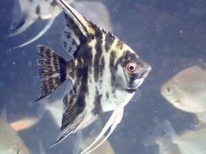 【アクアリウムのある暮らし】(淡水魚) ブラックマーブルエンゼルフィッシュ 1匹 サンプル画像 熱帯魚 エンゼルフィッシュ