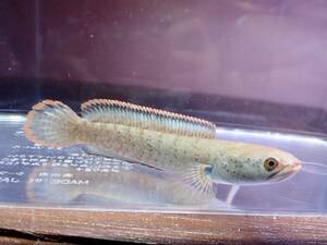 【アクアリウムのある暮らし】(淡水魚)バーミーズレッドフィンスネークヘッド 1匹 ±9-10cm個体販売 大型魚 熱帯魚 スネークヘッド