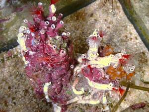 【アクアリウムのある暮らし】(サンゴ)オオシライトゴカイ SMサイズ サンプル画像 ±7-10cm 海水魚 ケヤリムシ