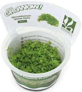 【アクアリウムのある暮らし】(水草) 組織培養 GROWOW! キューバパールグラス(無農薬)(1カップ)サンプル画像