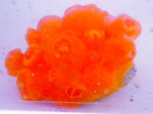 [ aquarium. exist living ]( coral ) wart yaki orange individual sale saltwater fish ki coral . day .