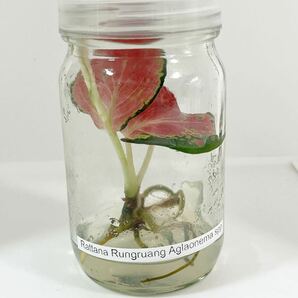 Aglaonema Rattana rungruang /組織培養苗 TC苗の画像1