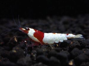 [. thickness ] Red Bee Shrimp female 2 pcs NATURE LABO N3