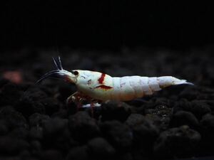 [ Baki Baki individual ] Red Bee Shrimp 2 pcs NATURE LABO N3