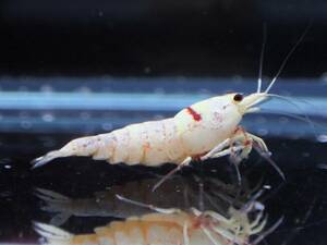 *4 pcs + compensation individual 1 pcs attaching!* Red Bee Shrimp Mothra [ beautiful individual . selection another does!]