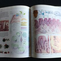 人体のしくみ　構造　イラスト　洋書　英語　Human Body 図鑑　Atlas _画像8