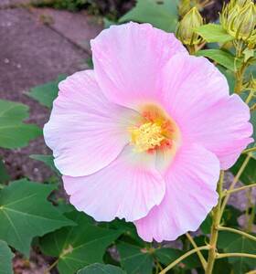 【即決】芙蓉（フヨウ）の花の種 150粒以上　　育てやすく 大輪の花 (10~15㎝）が次々と咲く！