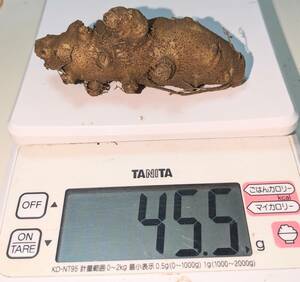 【即決】スーパーフード　おかわかめ の球根　約45ｇ 育てやすく春～初冬迄 長期収穫！ 無農薬　有機栽培！