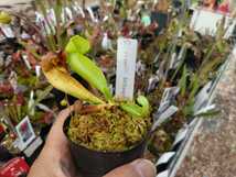 【食虫植物】サラセニア　コーティーヘテロフィラ　Sarracenia courtii　heterophylla　ＳＷＣ_画像3