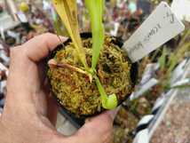 【食虫植物】サラセニア　コーティーヘテロフィラ　Sarracenia courtii　heterophylla　ＳＷＣ_画像5