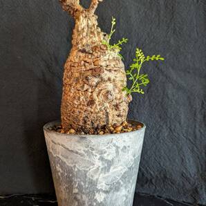 【発根済み株②】オペルクリカリアパキプス 塊根植物の画像1