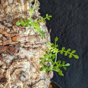 【発根済み株②】オペルクリカリアパキプス 塊根植物の画像3