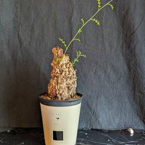 【発根済み株3】オペルクリカリアパキプス 塊根植物の画像1
