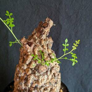 【発根済み株3】オペルクリカリアパキプス 塊根植物の画像2