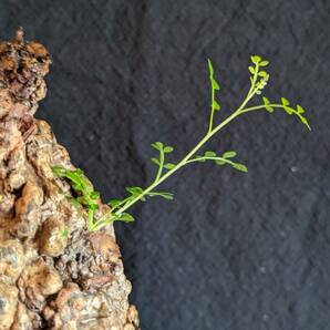 【発根済み株3】オペルクリカリアパキプス 塊根植物の画像3