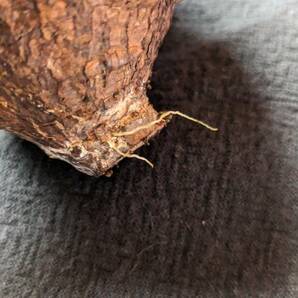 【発根済み株3】オペルクリカリアパキプス 塊根植物の画像4
