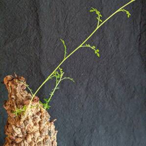 【発根済み株3】オペルクリカリアパキプス 塊根植物の画像5
