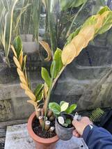 Green ＂r＂ ザミオクルカス・ザミフォーリア　斑入り　Zamioculcas zamiifolia・variegated_画像1