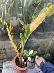 Green ＂r＂ ザミオクルカス・ザミフォーリア　斑入り　Zamioculcas zamiifolia・variegated