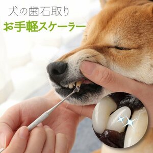 【送料無料】ペット用 歯石取り 口腔ケア ワンちゃんの口臭予防に 器具 スケーラー 犬用 猫用 犬 猫 ネコ 虫歯 歯周病 ヤニ取り 歯磨き