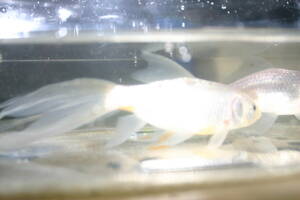 鉄魚・白、約２０ｃｍ、２匹（雄と雌）、選別品、今期産卵予定
