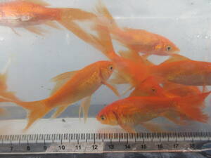 鉄魚・オレンジ、１０ｃｍ、５匹、選別品