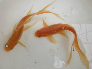 鉄魚・オレンジ、約１２ｃｍ、２匹（雄と雌）、選別品、今期産卵予定