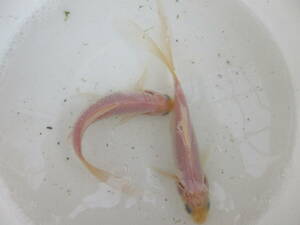 鉄魚・白、約１２ｃｍ、５匹（雄と雌）、選別品、今期産卵予定★★