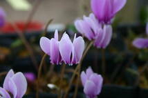 . kind cyclamen persicum *nea poly- tanam, blooming see included lamp, autumn .,.. sending - **