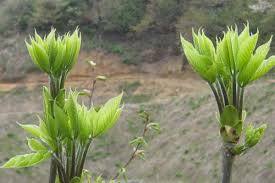 kosi Abu la,20 pot, new .. edible wild plants, cod. ... beautiful taste,10,5cm pot .. included 