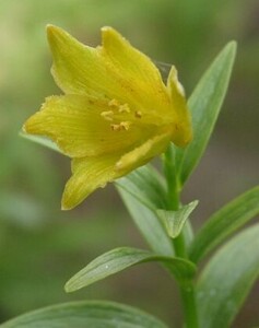  yellow flower black lily *3 pot,1 year cultivation after blooming see included lamp,7,5cm pot making ..*