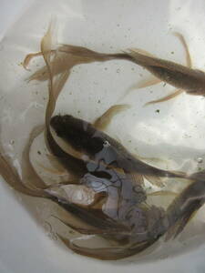 鉄魚・約１２ｃｍ、１０匹（雄と雌）、選別品、今期産卵予定