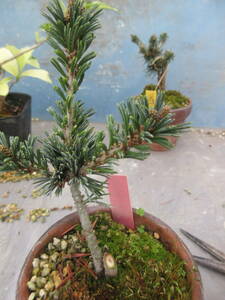 ..goyo horse tsu*. country dono, bonsai making,. height 10cm rom and rear (before and after),9cm pot making ..