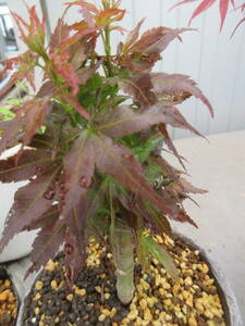 momiji*. lion,sisigasila. purple leaf, connection . tree,. height approximately 15cm,12cm pot making ..