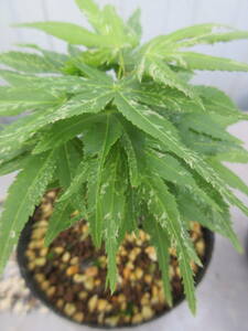 momiji*. go in Mikawa, connection . tree,. height approximately 10cm,10,5cm pot making ..4-25-1