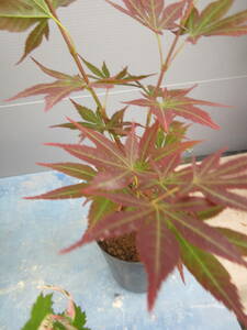 momiji*..., connection tree,. height approximately 35cm,12cm pot **