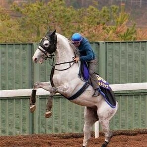 ゴールドシップ たてがみ ゼッケン 競馬 ウマ娘 武豊 ゴルシ チャリティーの画像6