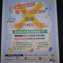 30本4月中旬発送分紅はるかウイルスフリーバイオ苗　さつまいも苗　野菜苗　家庭菜園_画像9