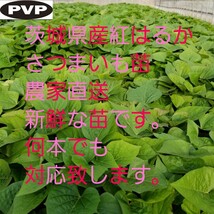 15本4月中旬下旬発送分紅はるかウイルスフリーバイオ苗　さつまいも苗　野菜苗_画像4