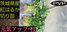 100本4月中旬発送分紅はるかウイルスフリーバイオ苗　さつまいも苗　野菜苗_画像4