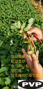 15本4月上旬中旬発送分紅はるかウイルスフリーバイオ苗　さつまいも苗