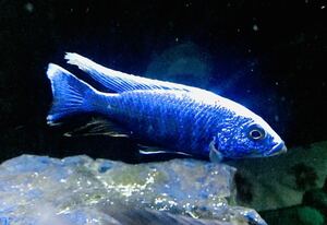 アフリカンシクリッド 　スキアエノクロミス フライエリーマレリー　　幼魚4匹セット